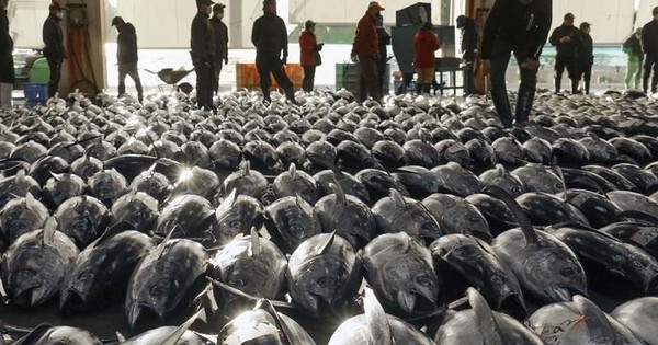 avatar1729667116662 1729667117821247313635 0 77 532 928 crop 1729667159729290044543