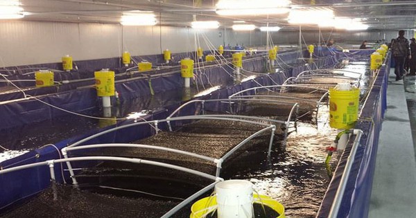 Lộ diện ‘át chủ bài’ mới cho mỏ vàng 4 tỷ USD của Việt Nam: Vừa bị Mỹ áp thuế phá giá hơn 35% – nước ta là ông trùm top 2 toàn cầu