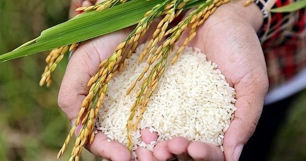 Bắt đầu từ OEM ngành gạo, nước cờ tiếp theo của TCO là gì?